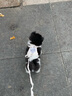 牵引绳猫咪小型犬狗兔绳狗链防挣脱背心式溜猫绳子猫链 米白色【小熊兔兔】 S码【推荐2-5斤】 实拍图