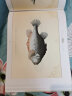 布洛赫手绘鱼类图谱 实拍图