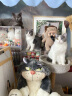喔喔（WOWO）猫条猫咪零食 成猫幼猫通用猫湿粮 5种口味12g*100条 晒单实拍图