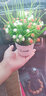 伊芙美小雏菊仿真花假花盆栽花艺摆件客厅家居餐桌办公室桌面装饰品摆设 白橙满天星+陶瓷love瓶 实拍图