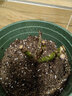 玩冒（WMO）玫瑰花大苗【3株+盆土肥】可自选当年开花大苗盆栽地栽耐寒花卉 粉色少女【3棵+盆土肥】 实拍图
