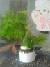 鱼缸造景后景真水草活体生态瓶蜈蚣草缸装饰金鱼藻类植物有茎类 蜈蚣草3颗（含底座陶瓷环） 实拍图