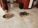 咪贝萌猫抓盆碗型猫窝猫抓板一体磨爪器瓦楞纸宠物猫磨抓用品挠抓板耐磨 椭圆猫窝（外径58CM适合15斤内） 均码 实拍图