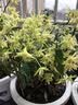 腾云枫  买三盆发4盆乐清 雁荡山铁皮石斛苗25株带盆发货 可种可吃 33株以上（带盆基质和种植说明） 实拍图