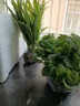 仟草集吊兰绿植盆栽室内盆栽花卉绿植物花卉盆栽土培水培吊兰 不含盆 吸毒草整盆苗 实拍图