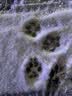优基（YJ）益生菌冻干狗粮成犬无谷益生元全价全犬种通用型鸡鸭肉犬粮营养 7.5kg通用成犬粮 实拍图
