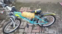 永久（FOREVER） 青少年儿童自行车8-10-12岁男女24级变速山地车双碟刹减震单车 22寸变速钢架 比安奇绿 实拍图
