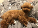 Petio日本Petio派地奥冻干宠物零食素食成犬幼犬老龄犬训练奖励零食 胡萝卜冻干20g×3包 实拍图