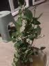 花大花月季花苗绿植嫁接四季好养欧月庭院阳台盆栽花卉好养活 彩云 月季小苗 不含盆 实拍图