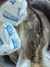 京乐狳桂鱼淡水鳜鱼鳌花鱼现捕鲜活现杀整条季花鱼 一条约500g(净膛前)现杀现发 2条装 实拍图