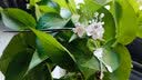 Warme Farben 梅花流苏簪子古风汉服配饰头饰盘发古代步摇流苏凤钗生日礼物 梅花发簪 实拍图