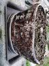 花e流长方形托盘 塑料树脂加厚托盘大号红色盆托花盆底座接水托盘 350型号(咖啡) 实拍图