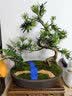 瀚林怡景（HANLINYIJING）小叶雀舌罗汉松盆景植物树桩造型老桩室内绿植客厅办公室桌面盆栽 雀舌罗汉松S型-小桥流水-木座 实拍图