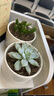 绿荫巷子多肉植物组合套餐肉肉室内植物办公室电脑桌面盆栽好养活小盆栽 【雨燕座】精养大颗 含瓷盆+托 实拍图