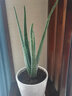雅卉（YAHUI）盆栽苗含盆不夜城 库拉索芦荟盆 库拉索4年苗 不含盆 实拍图