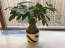 花竹恋盆栽花卉绿植办公室红掌室内盆栽盆景大型绿植 发财树 含盆栽好发货 实拍图