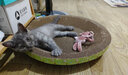 超大猫窝猫抓板一体耐磨不易掉屑猫咪窝磨爪耐抓保护沙发防猫抓圆形猫爪盆猫玩具 大号圆碗（适合十斤）圆形48*48 实拍图