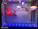闽江（minjiang）鱼缸水族箱免换水生态造景客厅风金龙鱼缸玻璃乌龟缸锦鲤缸 黑色（礼包+升级过滤） 长80*宽30*高139（鱼缸+柜子） 实拍图