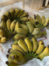 小米蕉 香蕉 新鲜水果 5斤装 晒单实拍图