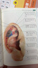 丰帆 耳穴贴耳豆贴压豆耳贴耳穴模型失眠贴探穴笔耳朵模型按摩贴 17多穴位耳模型+铜笔+耳贴+耳书+镊子 实拍图