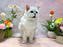 维克耳漂滴耳液猫咪狗狗耳朵清洁剂洗耳水预防耳螨清洁耳道洗耳液犬猫 【买赠威隆棉球1袋】耳漂 60ml*1瓶 实拍图