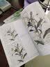 新编养心斋描摹画谱 小写意花卉2 实拍图