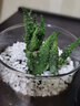 绿荫巷子多肉植物类绿植盆栽肉肉办公室内仙人掌球桌面带盆好养活小盆景 【红太阳】高透玻璃杯土砂+hello猫头鹰 实拍图