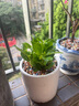 绣球花苗带花苞老桩盆栽花卉植物室内花庭院四季长开 蓝海 3年苗当年开花 实拍图