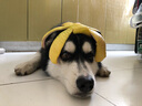 欧圣狗粮泰迪金毛萨摩耶德牧小型犬拉布拉多狗干粮 幼犬粮10kg 实拍图