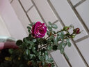 意轩【带花苞】欧月果汁阳台室内观花植物花卉盆栽四季开花月季 芬芳宝石【中苗】【带花苞】 实拍图