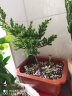 雅卉水培植物盆栽发财树办公室内小绿植芦荟吊兰花卉盆栽好养 【懒人盆】金枝玉叶 含盆 实拍图