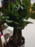 花知态发财树盆栽室内客厅桌面绿植小盆景大发财树苗招财树吸甲醛植物 陶瓷盆C款+三棵发财树 含盆 实拍图