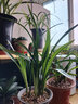 劉閣蘭花建兰四季兰花苗矮种金荷夏带浓香花苞出售室内外桌面绿植花卉盆栽 此项观音素，一颗4苗连体 实拍图