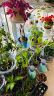 IAM City Farmer 罗勒 DIY植物种植趣味盆栽 厨房香草种子 驱蚊植物 四季种植 儿童种植小盆栽 好种易活 晒单实拍图