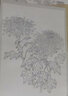 范本传真·白描花卉写生范本：百菊谱 实拍图