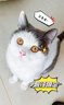 猫人纯棉四件套 全棉床单被罩床上用品套件被套220*240cm 1.8/2.0米床 实拍图