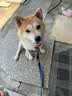 嬉皮狗（hipidog）狗狗专用沐浴露抑菌除螨除臭持久留香泰迪金毛比熊香波宠物洗澡液 【柴犬】深层+洁净 实拍图