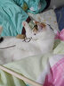 猫玩具 逗猫棒激光笔猫抓板猫转盘球宠物逗猫咪玩具套装 木质逗猫棒 实拍图