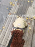 华元宠具（hoopet）狗狗衣服小型犬秋冬保暖宠物衣服冬天比熊幼犬泰迪小狗全包四脚衣 【德绒款】四脚护肚衣-莺茶黄 M:背长30.5cm-推荐体重7-10斤 实拍图