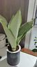 萌肉居白玉虎皮兰绿植土培客厅植物盆栽虎尾兰白玉虎皮兰原盆源头直发 实拍图