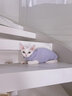 猫容德文卷毛猫衣服无毛宠物背心空调服高弹薄款猫猫咪春夏天睡衣服 活力橙 XS(1-2斤) 实拍图