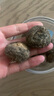 500g秘鲁黑玛卡片干片干果野生玛咖片泡酒料泡茶水马卡粉 实拍图