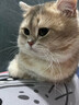 hoopet逗猫棒激光笔图案猫玩具解闷USB充电红外线猫爪逗猫神器猫藓灯 激光笔红灯图案+木天蓼玲珑球 实拍图