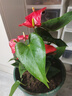 蝴蝶之舞红掌一帆风顺盆栽植物室内花卉好养土培大盆水养四季常青绿植 红掌3-4朵花 含盆 实拍图