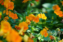 MEKE55mmf1.4自动对焦镜头大光圈APS-C半画幅适用微单Z卡口Z30，E卡口ZVE10II，X卡口XT50 尼康Z卡口（现货） 52mm 实拍图