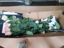 一网情深玫瑰花云南昆明鲜花基地直发玫瑰百合花束鲜切花家庭花材批发 金辉/火焰玫瑰（16支+4支防损耗） 实拍图