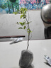 香林农台湾树葡萄嘉宝果树苗沙巴四季开花当年结果盆栽南方种植庭院绿植 沙巴1年苗<20cm 实拍图