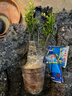 御卉阁24款迷你仙人球 实生根 懒人易养护 仙人掌科多肉盆栽多肉植物 三组合(不含盆) 实拍图