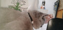 楚克奇（CHUKCHI）宠物猫项圈带铃铛脖圈爱心镶钻脖套迷你犬绒面颈圈宠物用品 黑色 总长度30CM*可调节范围21-26CM 实拍图