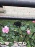 誉满园蔷薇花苗藤本月季大花庭院花园爬墙攀援爬藤植物阳台玫瑰花卉盆栽 御用马车 大苗1-1.3米高 不含盆 实拍图